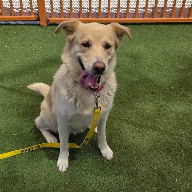 A young large-sized female German Shepherd Dog dog named Leche for adoption in Las Vegas, NV