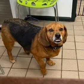 An adult medium-sized male Golden Beagle dog named Junior for adoption in Erie, PA