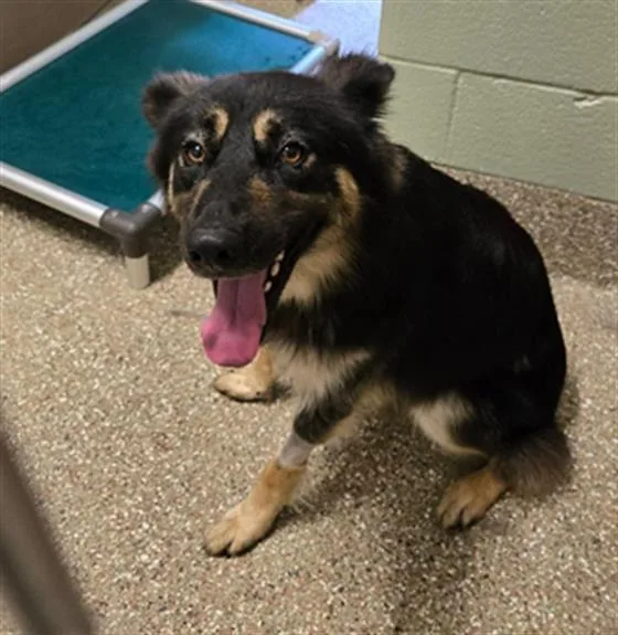 A young medium-sized male German Shepherd Dog dog named Doug for adoption in Clyde, NC