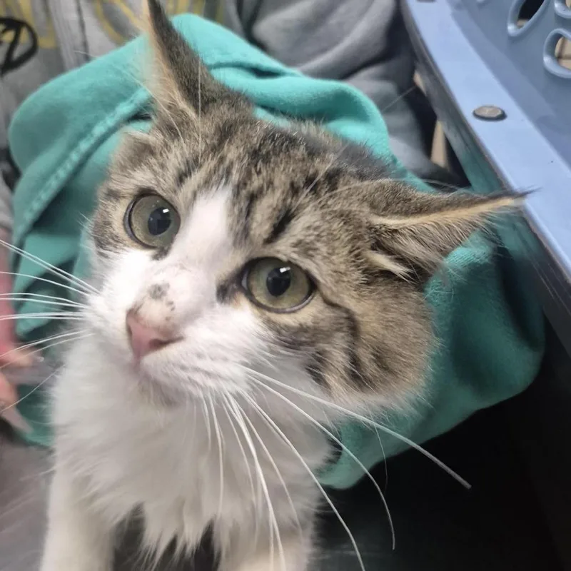 A baby small-sized male Brown / Chocolate Domestic Short Hair cat named Rotini for adoption in Tacoma, WA