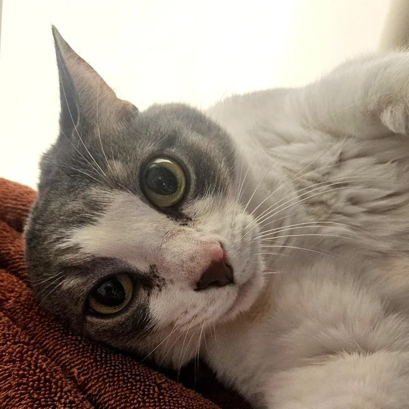 An adult large-sized female Gray / Blue / Silver Domestic Short Hair cat named Ida for adoption in Harrisonburg, VA