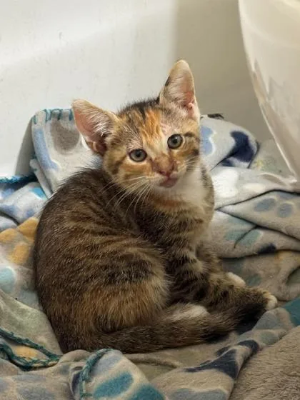 An adult small-sized female Domestic Short Hair cat named Paulette for adoption in Port Allen, LA