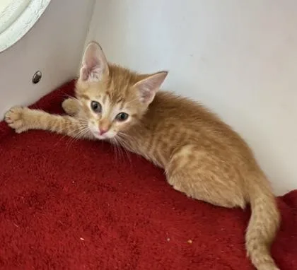 A baby small-sized male Domestic Short Hair cat named Gat for adoption in Manteo, NC