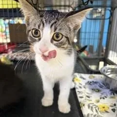 A baby medium-sized female Tabby (Brown / Chocolate) Tabby cat named Peppermint Patti for adoption in Midland, MI