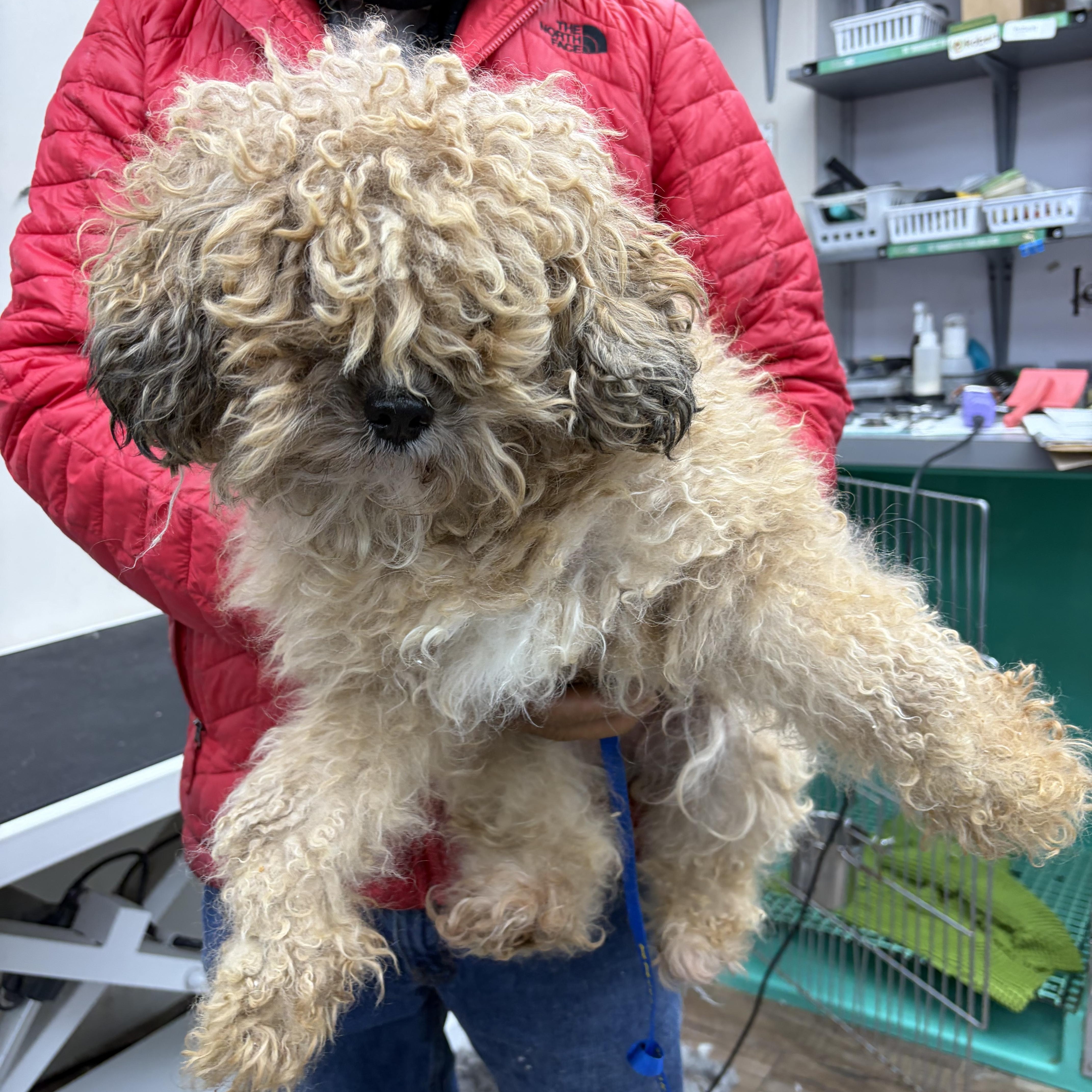 Sweet Lainey — Aka thumbnail 2