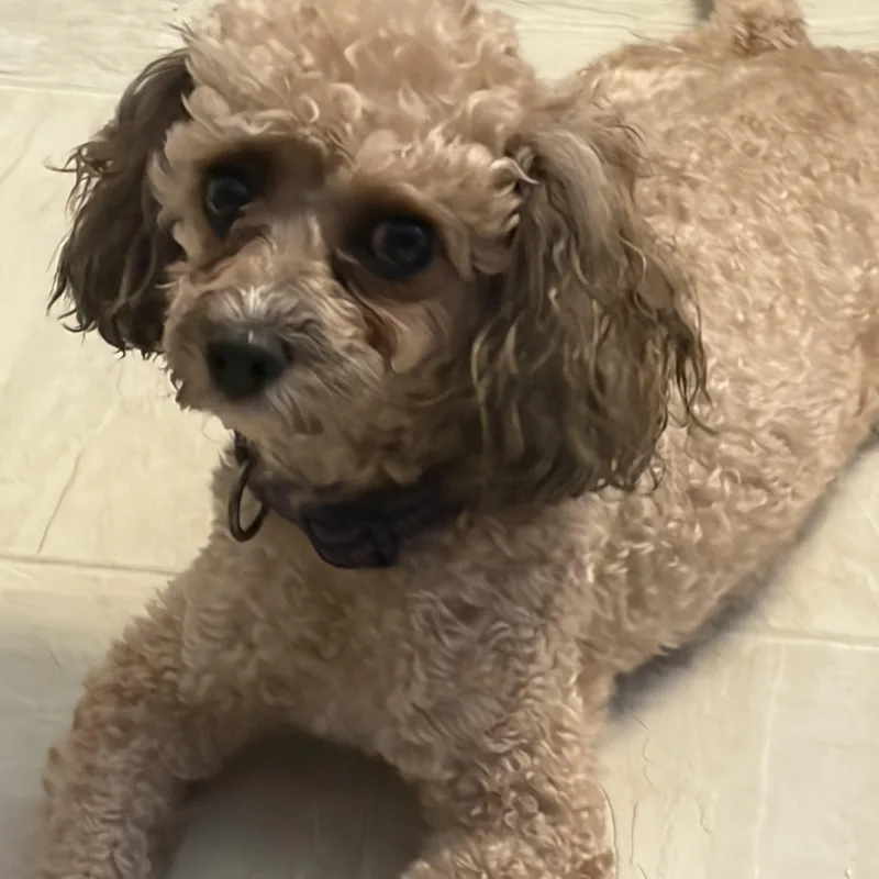 Sweet Lainey — Aka thumbnail 3