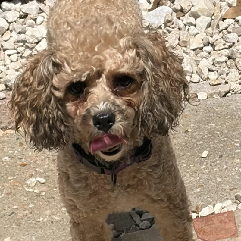 An adult small-sized female Golden Miniature Poodle dog named Sweet Lainey — Aka for adoption in Houston, TX