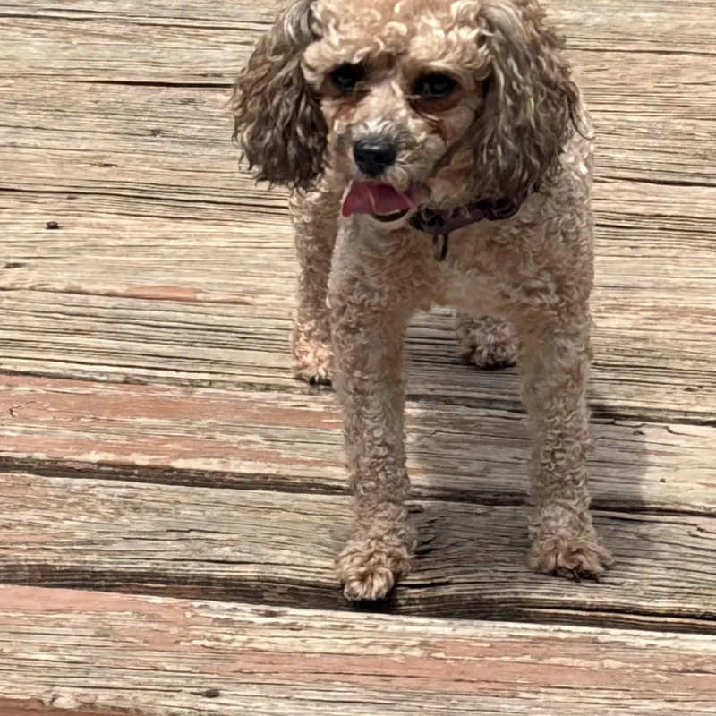 Sweet Lainey — Aka thumbnail 5