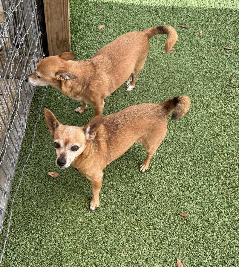 Bud Man And Snatchie