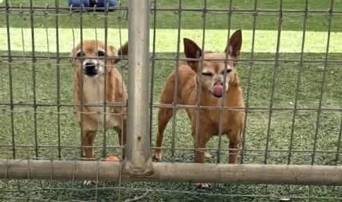 Bud Man And Snatchie thumbnail 3