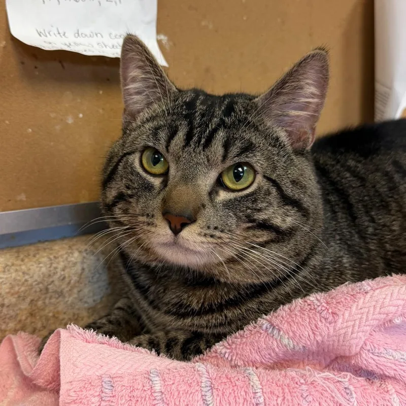 An adult medium-sized male Brown / Chocolate Domestic Short Hair cat named Orion for adoption in Easton, PA