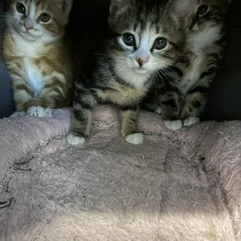 A baby medium-sized female Domestic Short Hair cat named Francie And Fleur for adoption in Puyallup, WA
