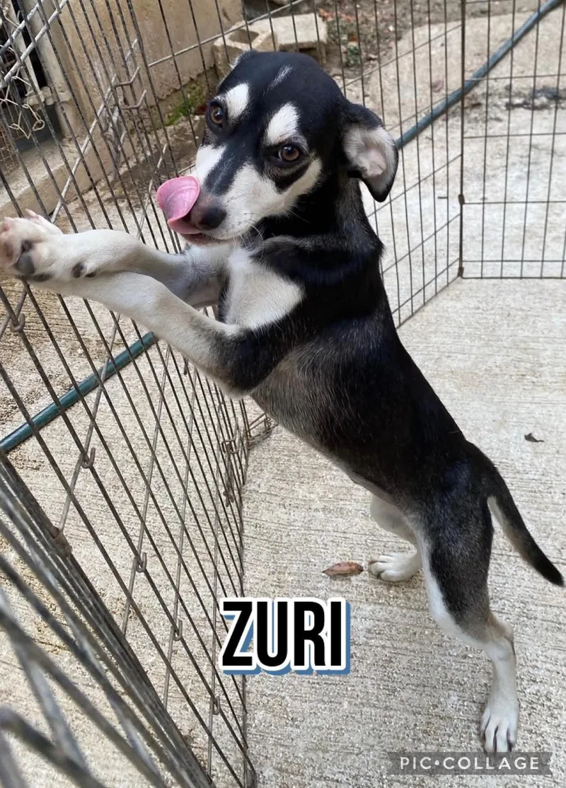Zuri thumbnail 2