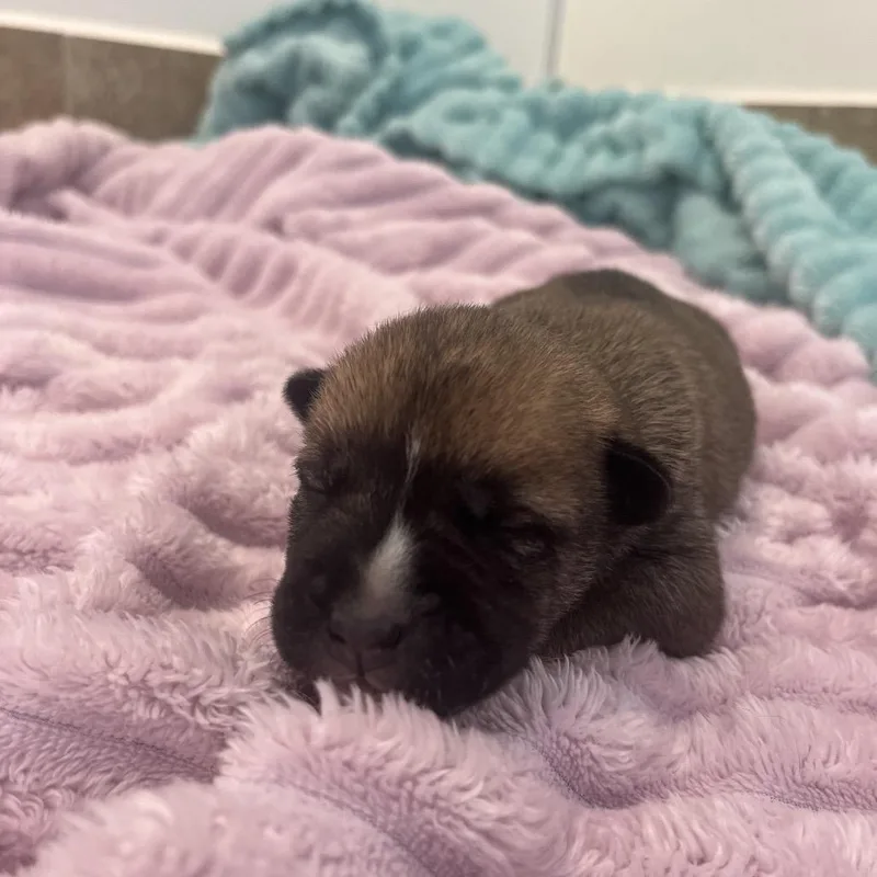 A baby medium-sized male Brown / Chocolate Boxer dog named Luke Skybarker for adoption in Kanab, UT