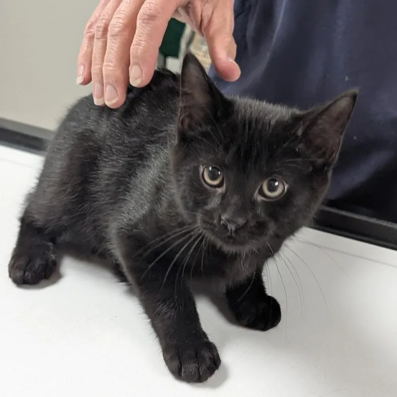 A baby small-sized male Domestic Short Hair cat named Coal for adoption in Canton, IL
