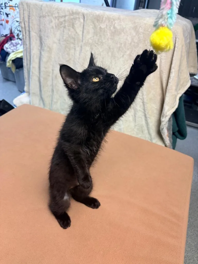 A baby medium-sized female Domestic Short Hair cat named White Claw for adoption in Huntington, IN