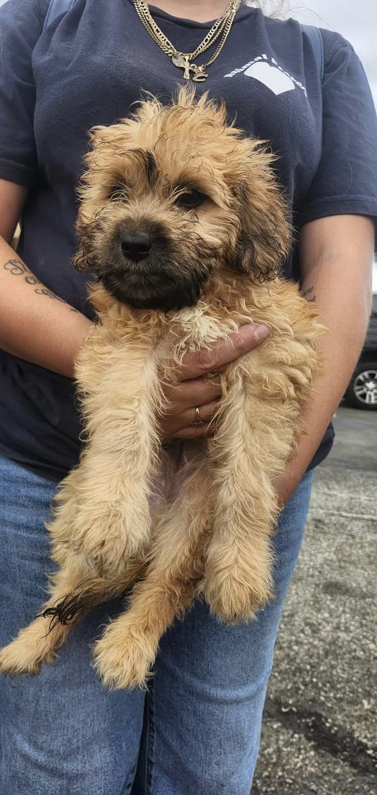 A young small-sized male Goldendoodle dog named Suede for adoption in Torrance, CA