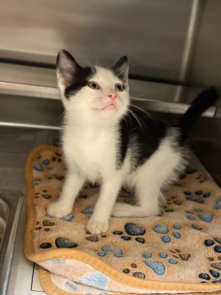 A baby large-sized male Domestic Short Hair cat named Glorpus for adoption in Nacogdoches, TX