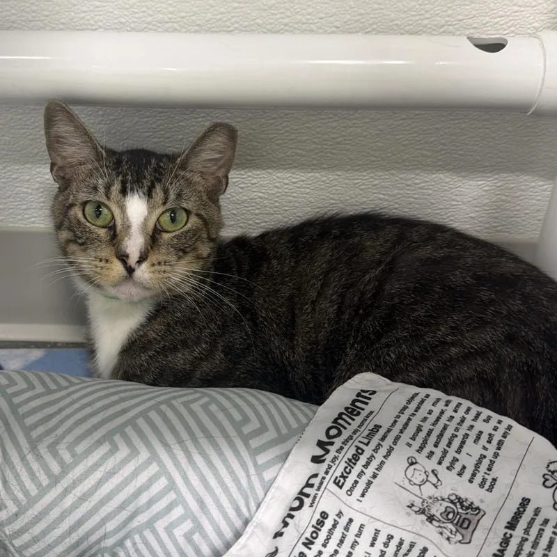 A young medium-sized male Gray / Blue / Silver Domestic Short Hair cat named Dean for adoption in Clearwater, FL