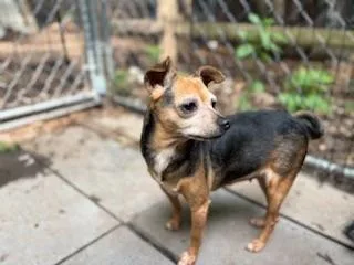 An adult small-sized female Mixed Breed dog named Peanut for adoption in Chalfont, PA
