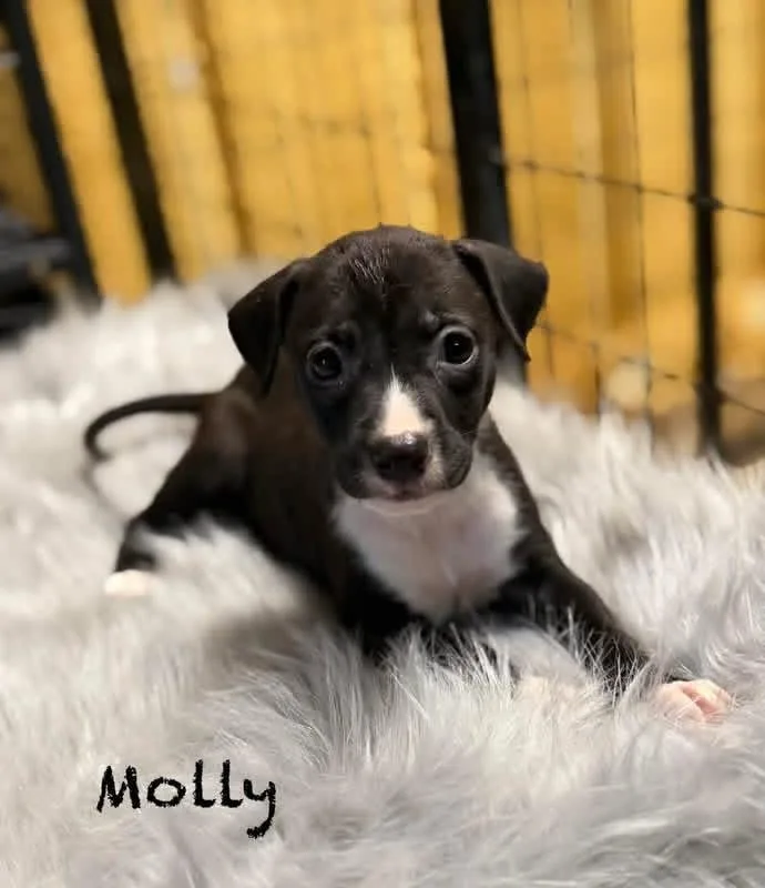 Molly  Milly 