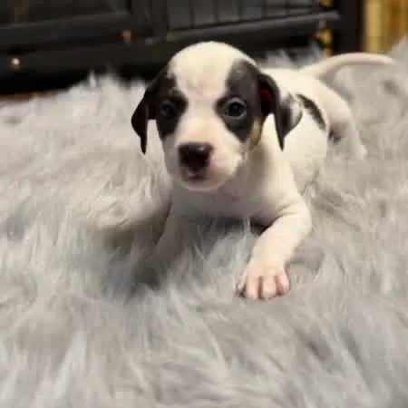 Molly  Milly  thumbnail 4