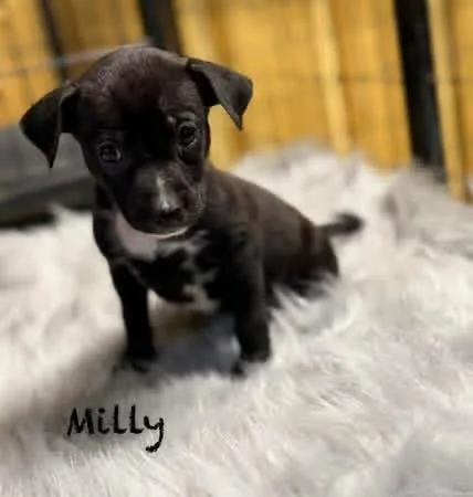 Molly  Milly  thumbnail 5