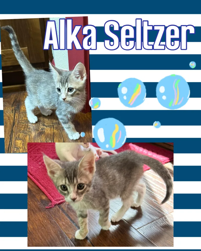 Alka Seltzer