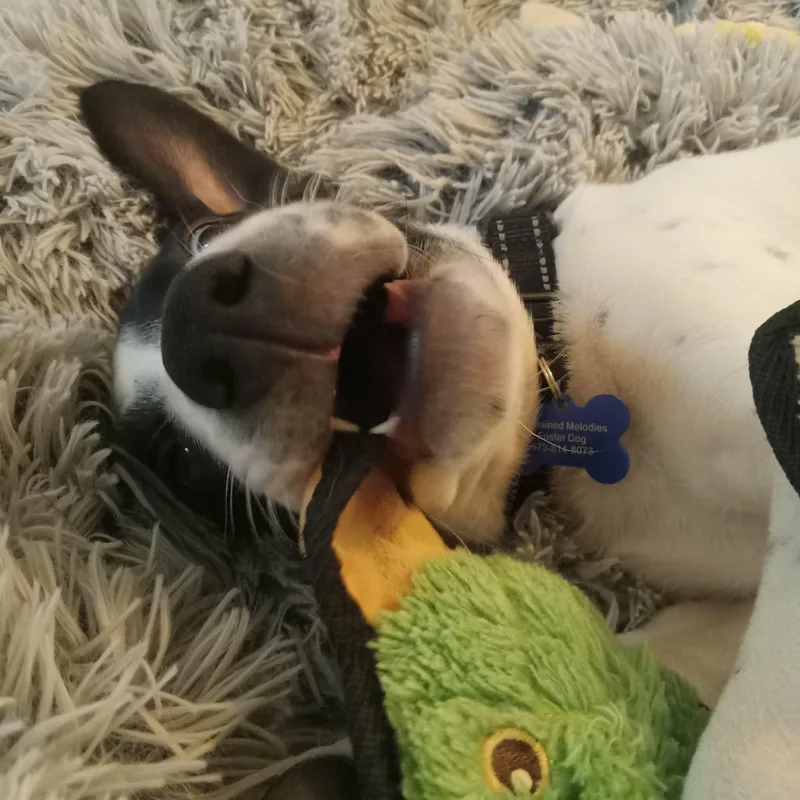 A baby medium-sized male Tricolor (Brown, Black, & White) Pointer dog named Jujube for adoption in Columbia, MO