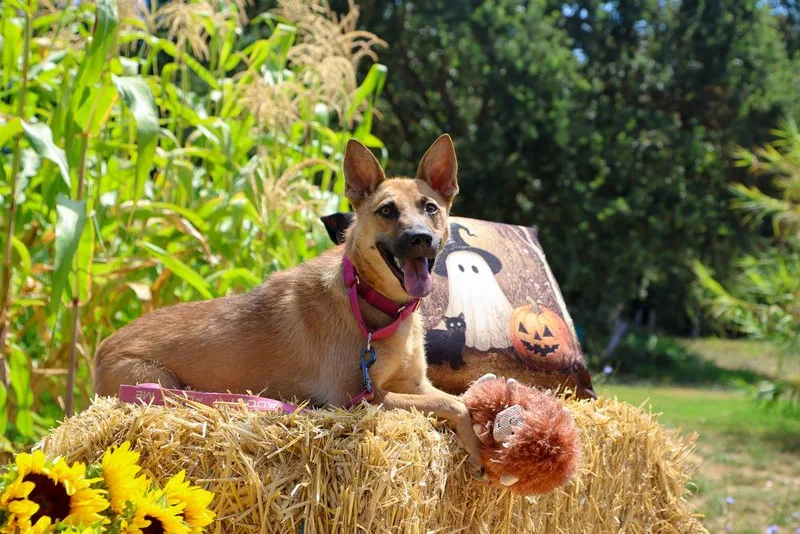 A young medium-sized female German Shepherd Dog dog named Carly for adoption in Pleasant Hill, CA
