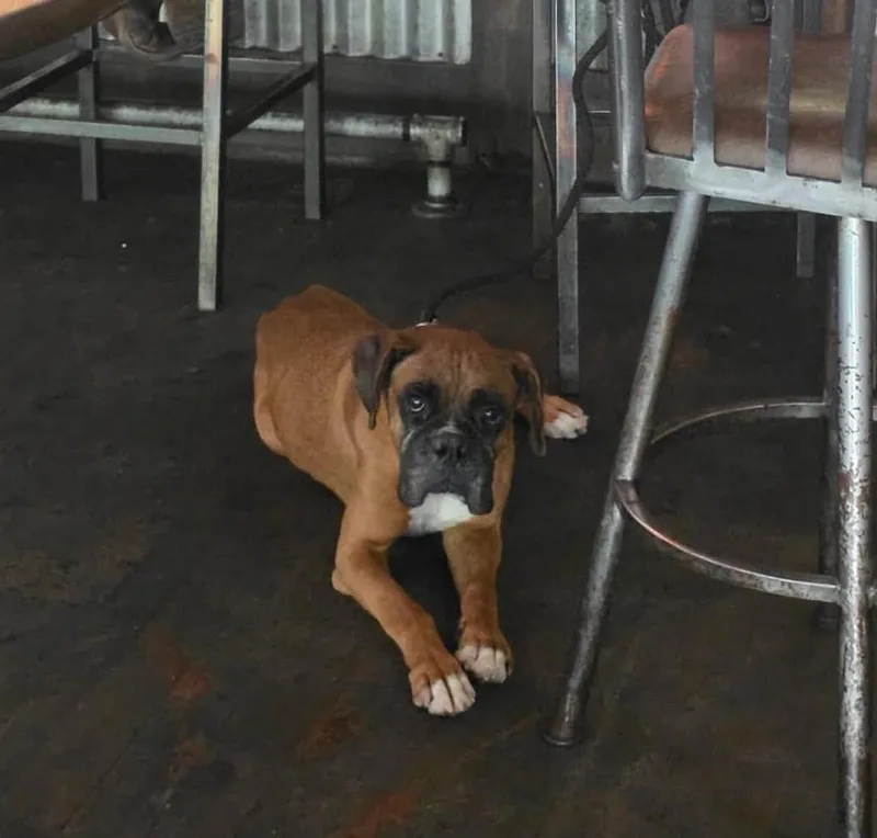 An adult medium-sized male Yellow / Tan / Blond / Fawn Boxer dog named Hoagie for adoption in Stanwood, WA