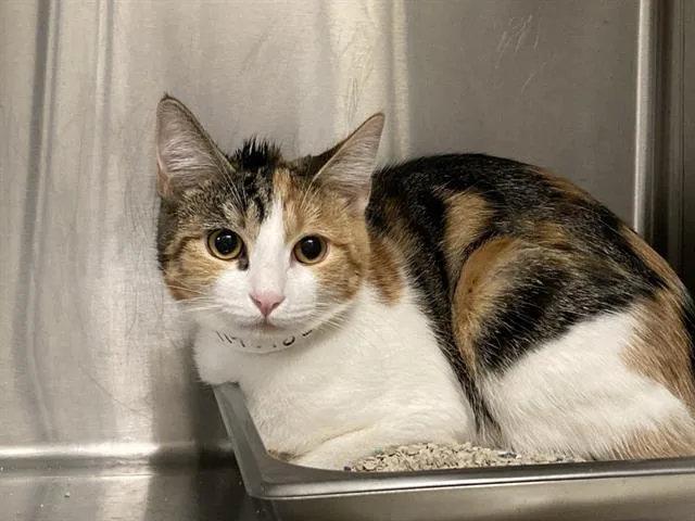 A young small-sized female Domestic Short Hair cat named Harper for adoption in Tustin, CA