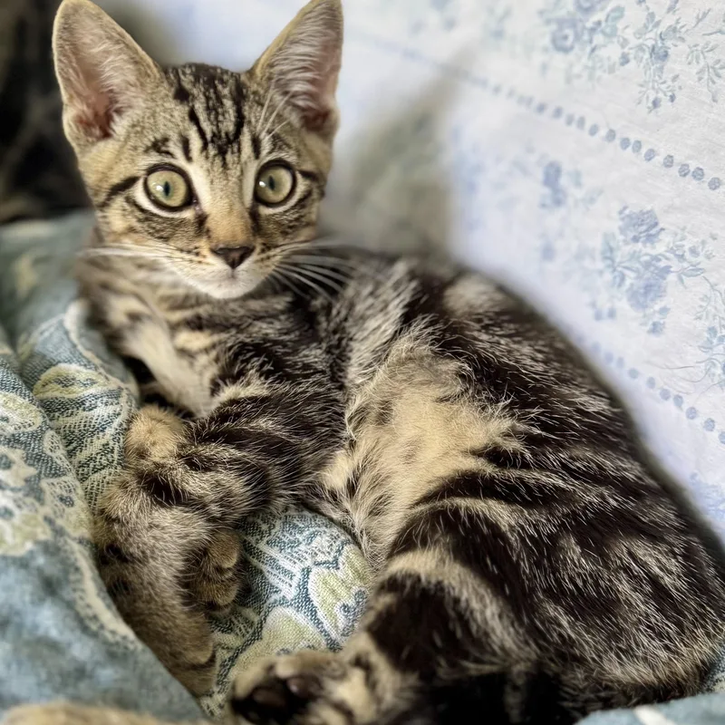 A baby small-sized male Tabby (Buff / Tan / Fawn) Domestic Short Hair cat named Fescue for adoption in Richmond, VA