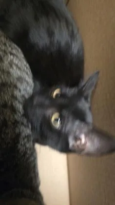 A baby medium-sized male Black Domestic Short Hair cat named Catbird for adoption in Wichita, KS
