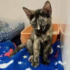 Petunia
