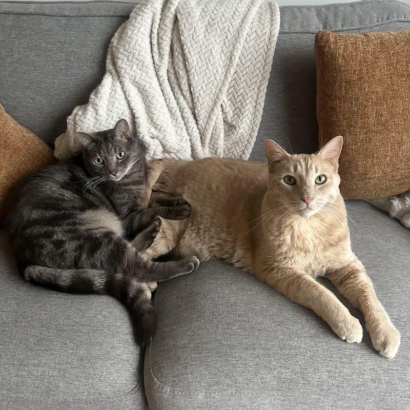 A senior medium-sized male Tabby cat named Cairo and Callulah for adoption in Wadsworth, IL