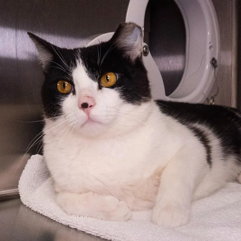 A young medium-sized male Domestic Short Hair cat named Kettle Morris for adoption in Shoreline, WA