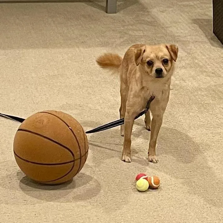 An adult small-sized male Yellow / Tan / Blond / Fawn Chihuahua dog named Shadow D for adoption in Minnetonka, MN