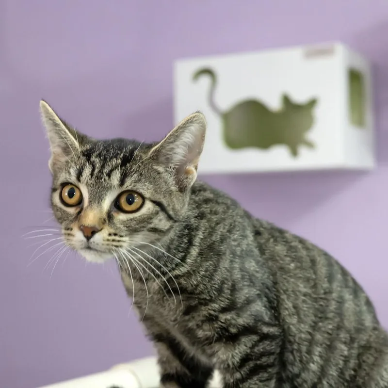 A baby small-sized female Brown / Chocolate Domestic Short Hair cat named Delilah for adoption in McKean, PA