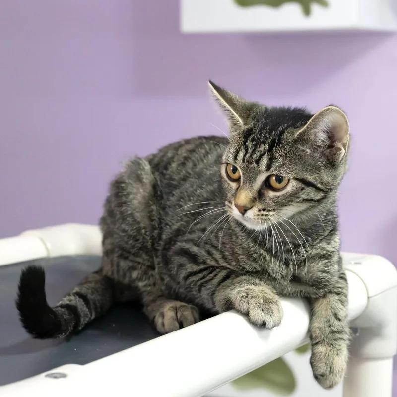 Delilah thumbnail 2