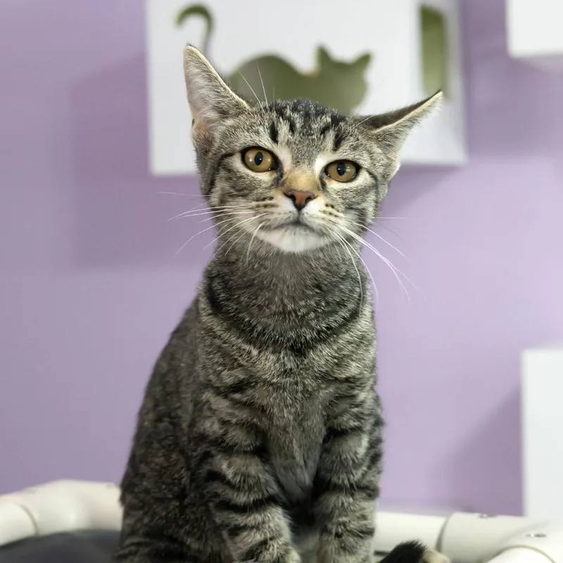 Delilah thumbnail 5