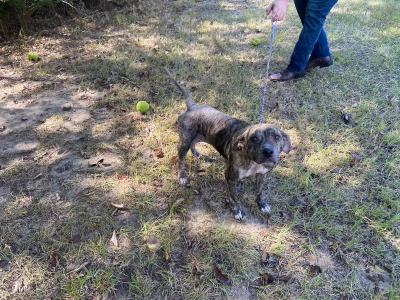 A senior medium-sized female Pit Bull Terrier dog named Dog Kennel Calypso for adoption in Greenville, TX
