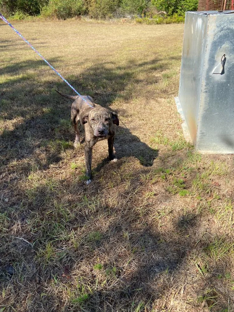 Dog Kennel  Calypso thumbnail 2