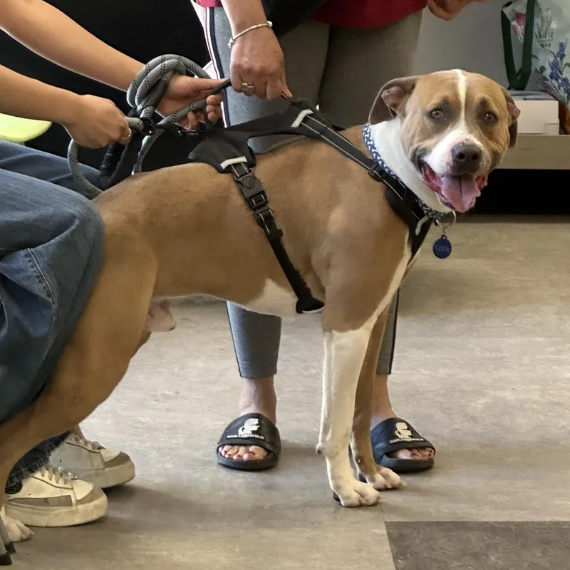 An adult large-sized male Brown / Chocolate Pit Bull Terrier dog named Leo for adoption in Philadelphia, PA