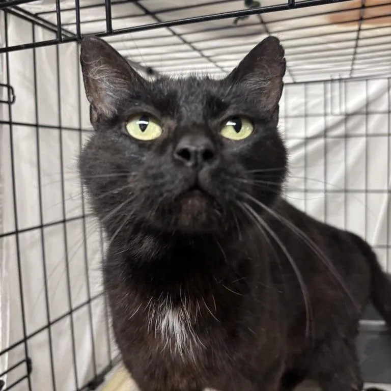 Bellatrix