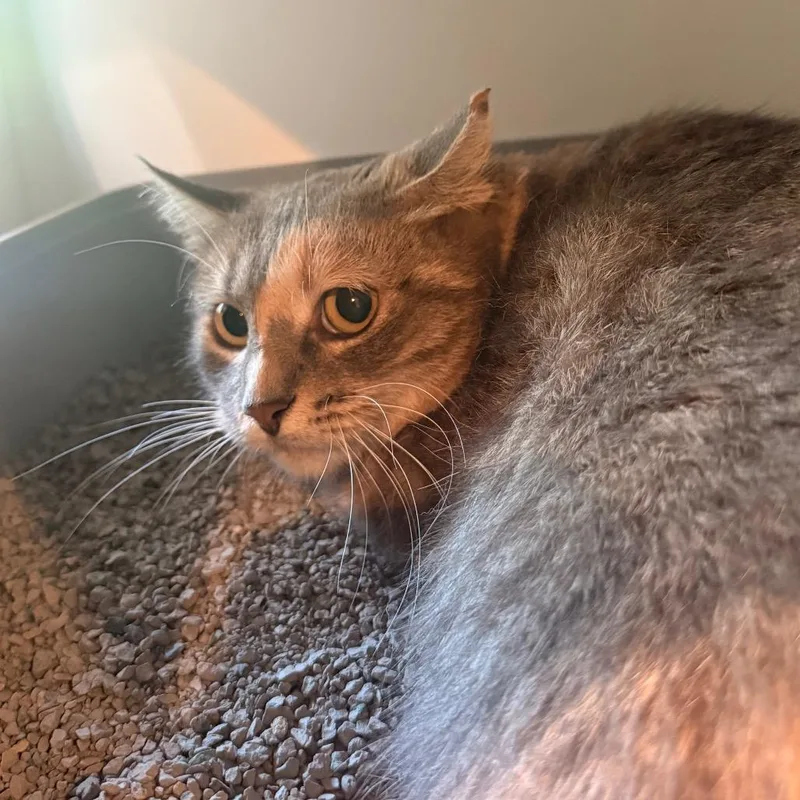 An adult large-sized female Gray / Blue / Silver Domestic Short Hair cat named Lady Grey for adoption in Saint Charles, MO