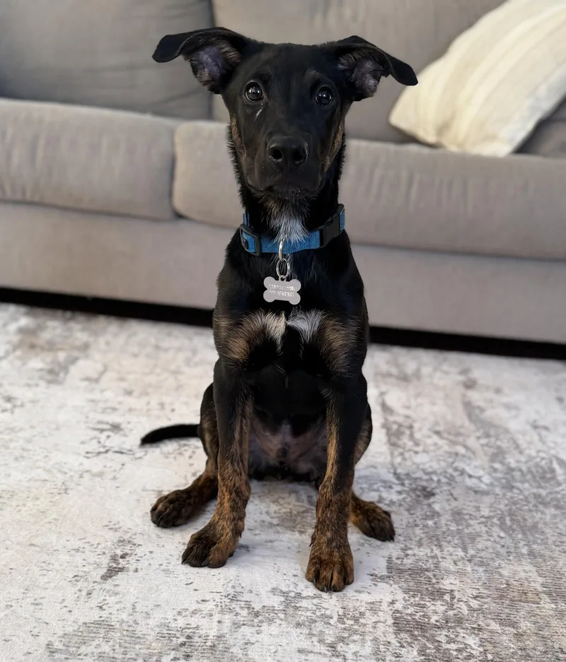 Archie
