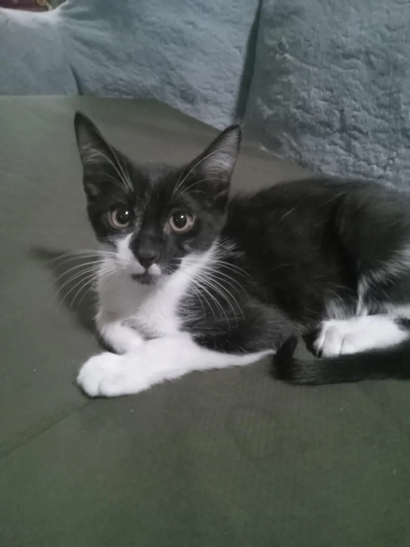 A baby medium-sized male Black & White / Tuxedo Domestic Short Hair cat named Bucky for adoption in Chandler, AZ