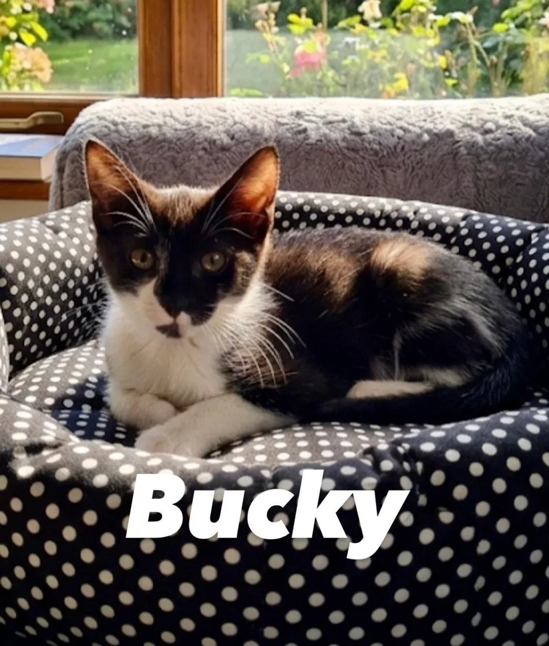 Bucky thumbnail 2