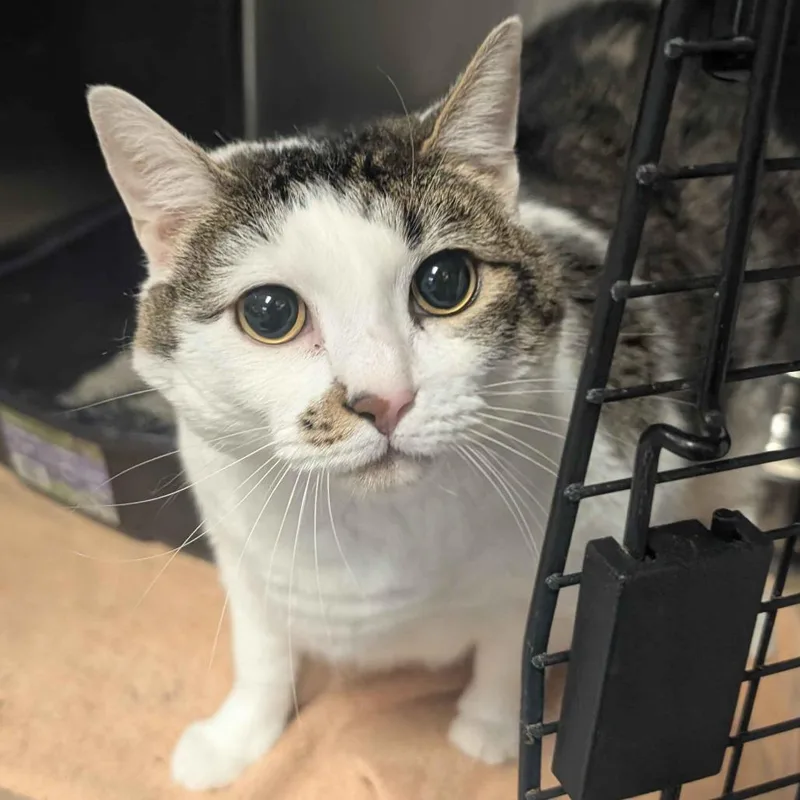 An adult extra large-sized female White Domestic Short Hair cat named Puffy for adoption in Greenville, SC